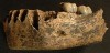 Moulage d'hémi-mandibule gauche de Néandertalien juvénile